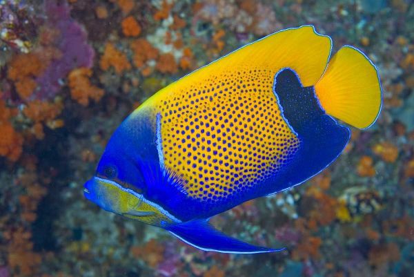 Indonesia, Raja Ampat Blue-girdled angelfish